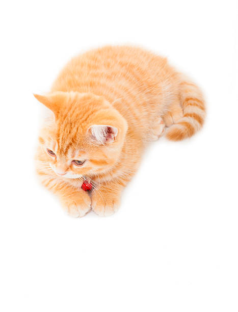istock little Ginger british shorthair cats over white background 513961419