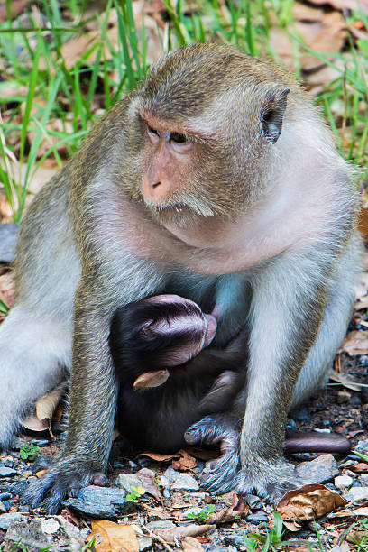 istock monkey mother feeds young baby 513982722