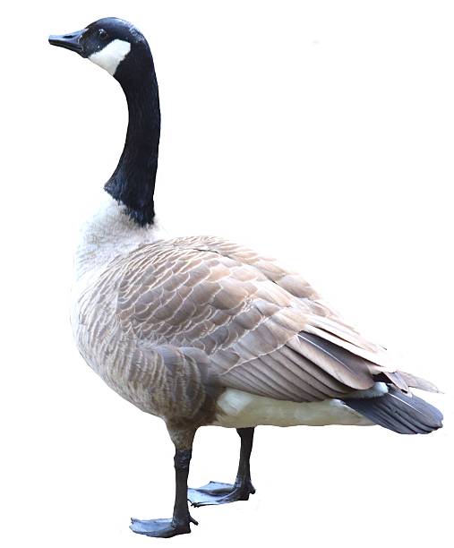 istock Canadian goose on a white background 513983690