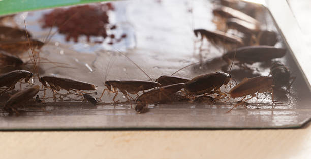 istock Cockroaches in glue trap 513985527