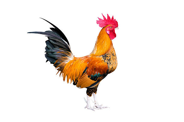 istock chicken bantam ,Rooster crowing isolated on white (Die cutting) 513985686