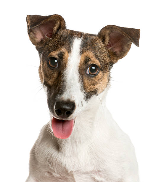 istock Close-up of a Jack russell 513985690