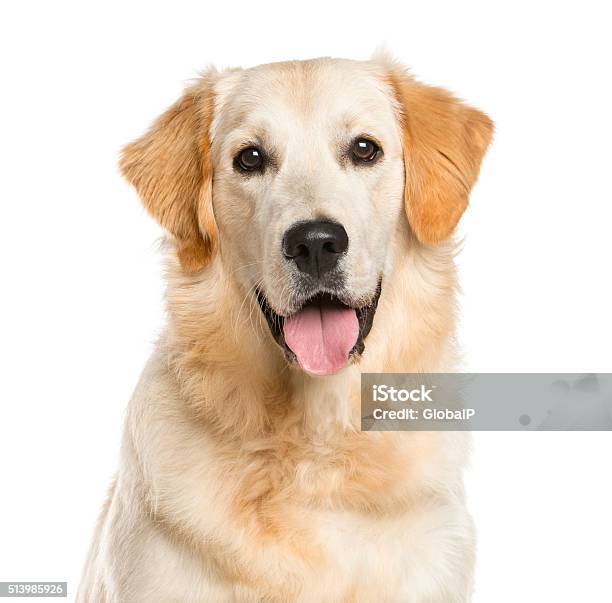 Primo Piano Di Un Doro Retriever - Fotografie stock e altre immagini di Golden Retriever - Golden Retriever, Sfondo bianco, Cane