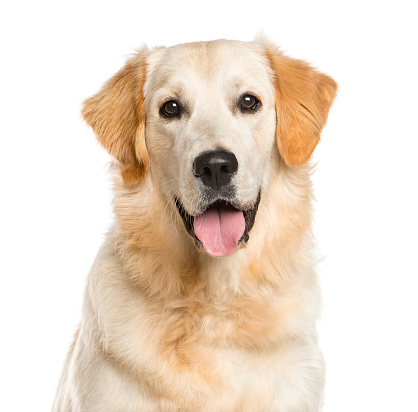 Close-up of a Golden Retriever in front of a white background