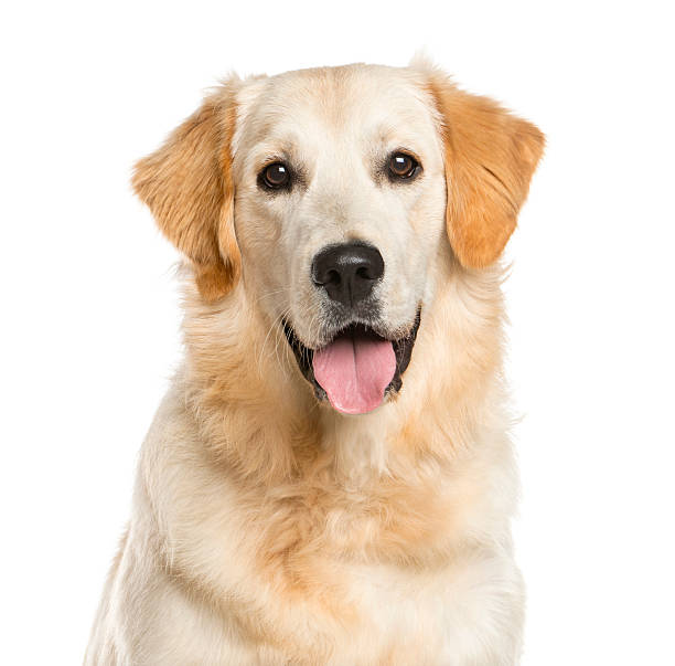 Close-up of a Golden Retriever Close-up of a Golden Retriever in front of a white background retriever stock pictures, royalty-free photos & images