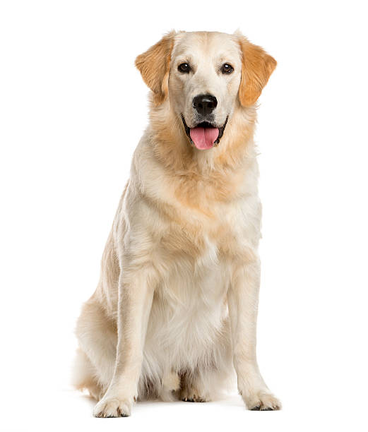 istock Golden Retriever in front of a white background 513985980