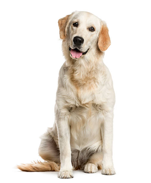 Golden Retriever in front of a white background