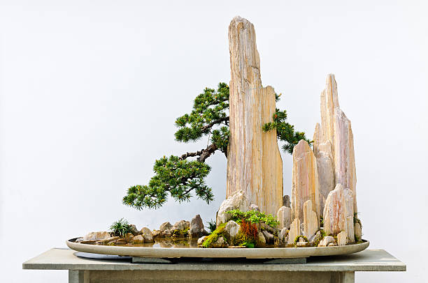 istock Rockery and pine bonsai 513986257