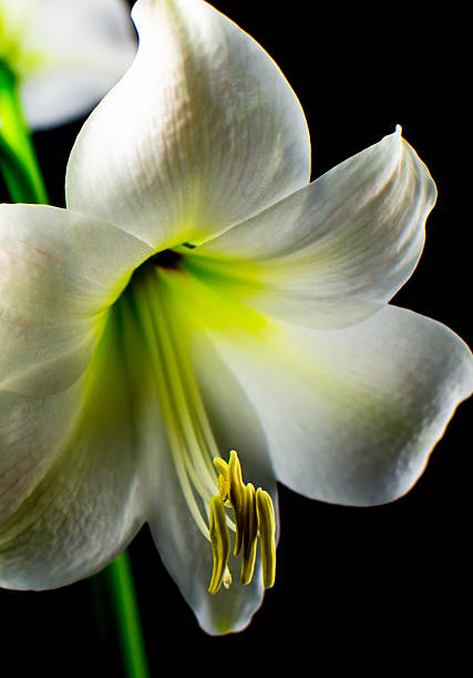 istock Detail of a White Amaryllis Blossom 513986701