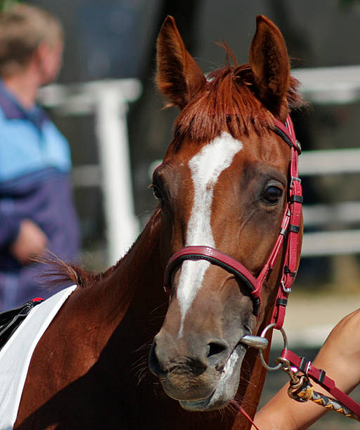 istock Portrait of horse 513986932