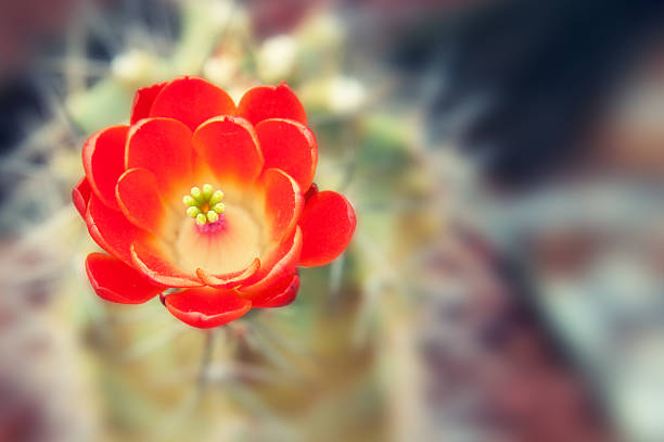 flor de cactus - desert cactus flower hedgehog cactus - fotografias e filmes do acervo