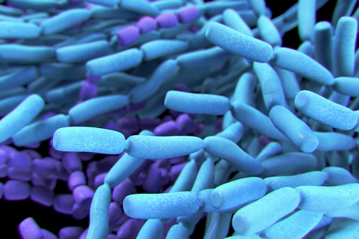 Probiótico Lactobacillis bacterias photo