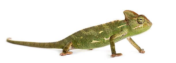 istock Chameleon in front of a white background 513987178