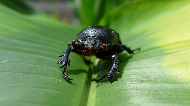 beetle na liść bananowca - brindled zdjęcia i obrazy z banku zdjęć