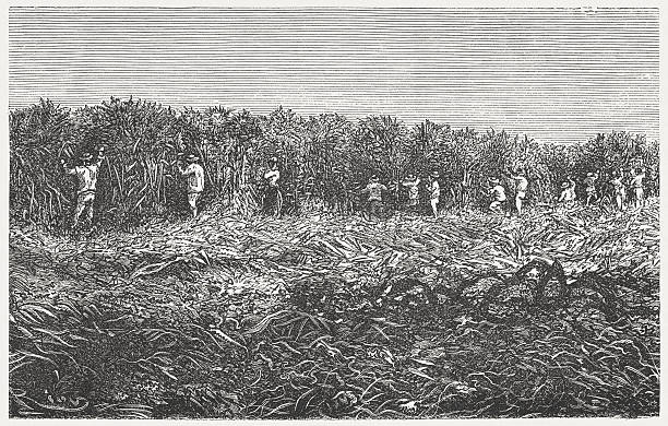 Sugar cane plantation, wood engraving, published in 1880 Harvest on the sugar cane plantation. Historical view of the 19th century. Wood engraving, published in 1880. plantation stock illustrations
