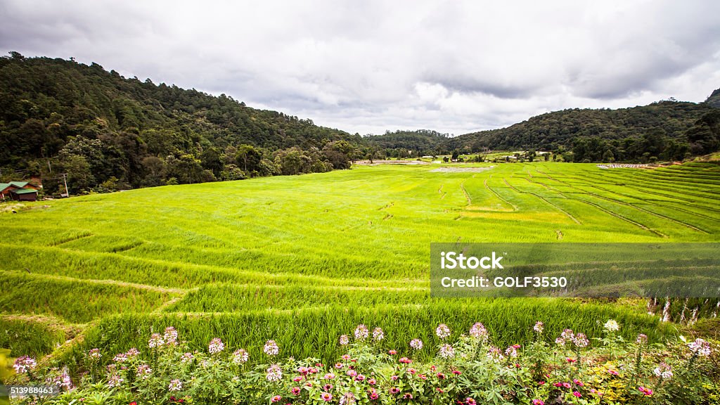 rice fields on terraced-green terraced rice fields. Agriculture Stock Photo