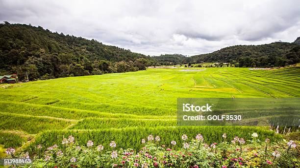 Rice Fields On Terracedgreen Terraced Rice Fields Stock Photo - Download Image Now