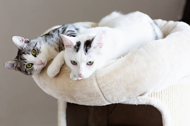 istock payful young cats friendship 513989001