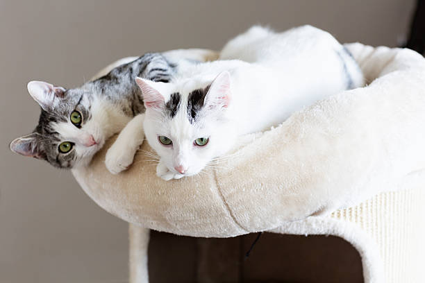 payful young cats friendship stock photo