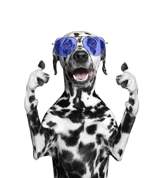 istock dog with glasses showing thumb up and welcomes 513989192