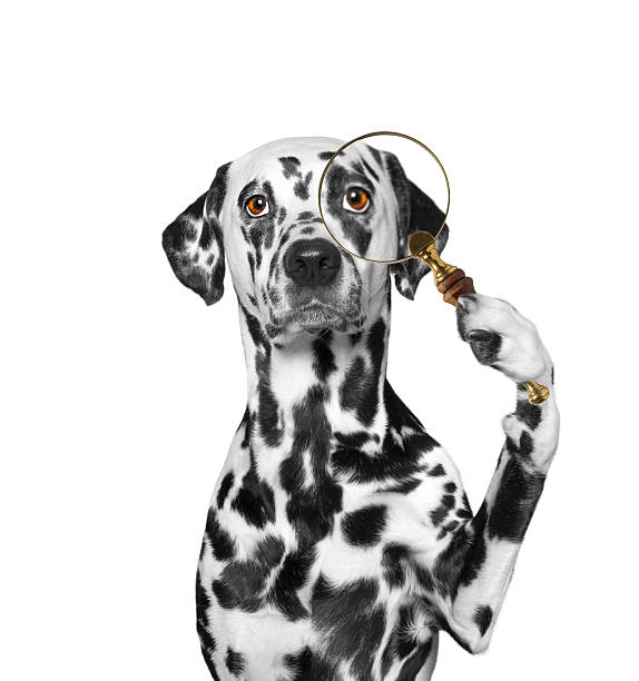 Dog looking through a magnifying glass loup Dog looking through a magnifying glass loup dalmatian dog photos stock pictures, royalty-free photos & images
