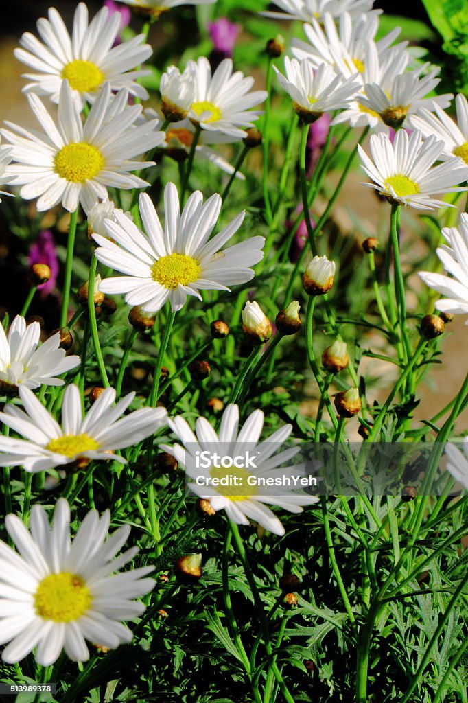 Shasta daisy Shasta daisy a commonly grown flowering herbaceous perennial plant with the classic daisy appearance of white petals  Daisy Stock Photo