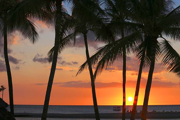 istock silhouette of coconut trees 513989563