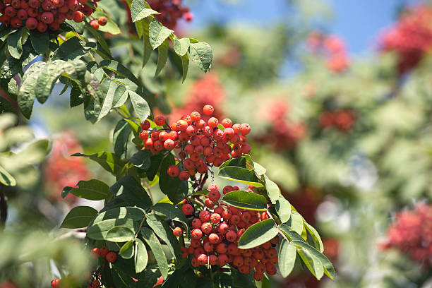 istock Many rowanberries hangs on green banches closeup 513989705