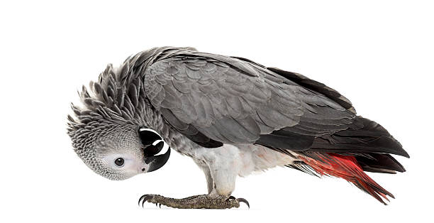 istock African gery parrot feather-picking in front of a white background 513989976