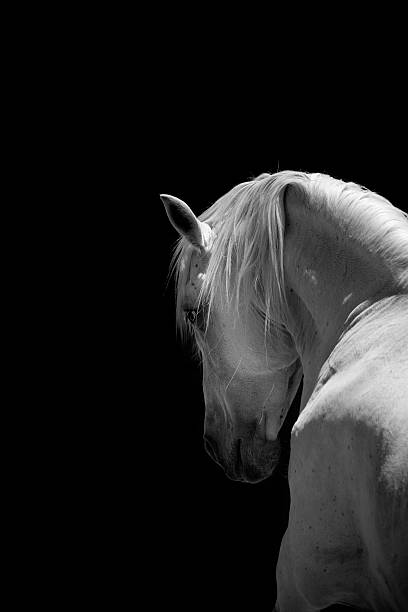 백마 종마 안달루시아 블랙 - horse stallion andalusia white 뉴스 사진 이미지