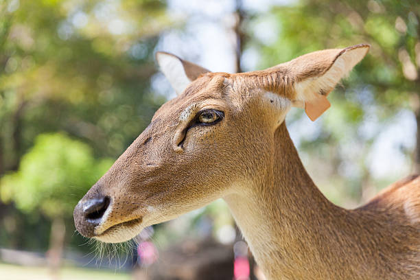 クローズアップ鹿は、野生生物追跡札 - wildlife tracking tag ストックフォトと画像