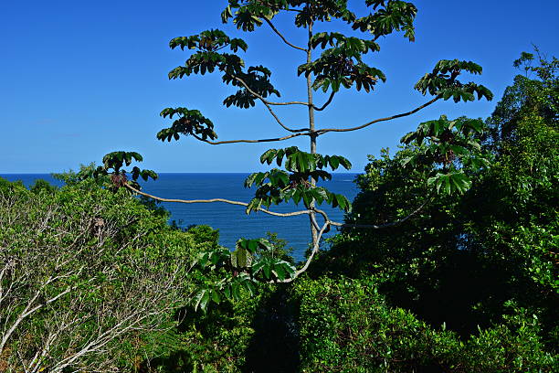 istock Beach Sun and sea 513990758