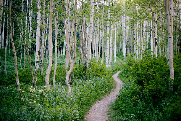Wasatch Mountain State Park, Silver Birch A winding path through Silver Birch woodland, Wasatch Mountain State Park birch tree photos stock pictures, royalty-free photos & images