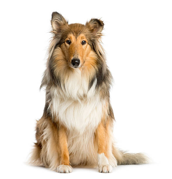 istock Scotch Collie sitting in front of a white background 513990922