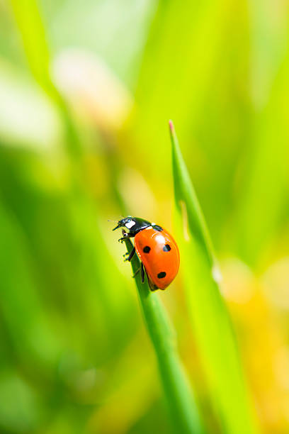 istock Ladybug along on blade of green grass 513991082