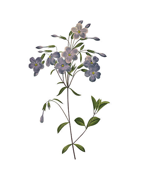 cinquefoil/redoute 아이리스입니다 일러스트 - blue close up white background flower head stock illustrations