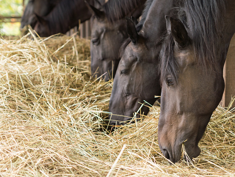 brown horses eating fresh hay