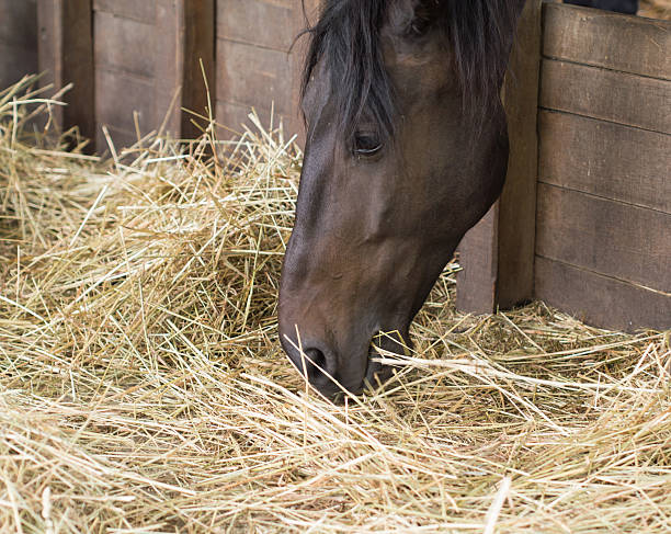 istock hungry brown horse 513991702