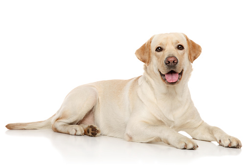 Brown Labrador retriever dog lying on forest moss in sunny day. This file is cleaned and retouched.