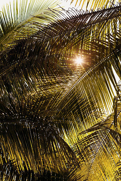 istock Lazy days in the tropics 513992637