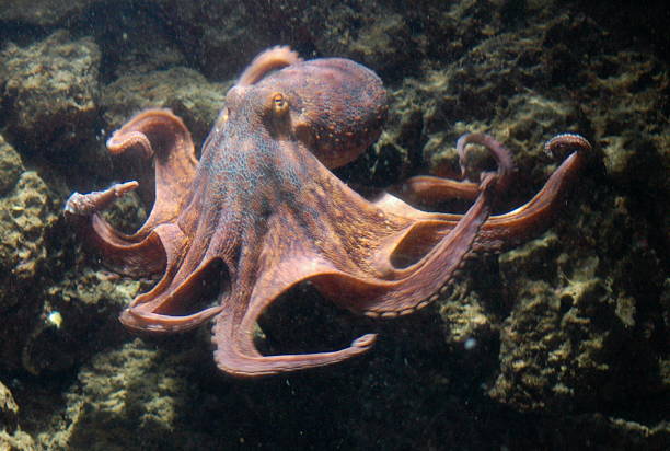 Octopus Octopus Octopus stock pictures, royalty-free photos & images