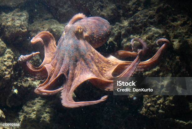 Octopus Stock Photo - Download Image Now - Common Octopus, Swimming, Sea