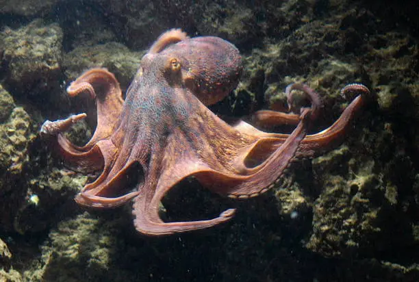Photo of Octopus