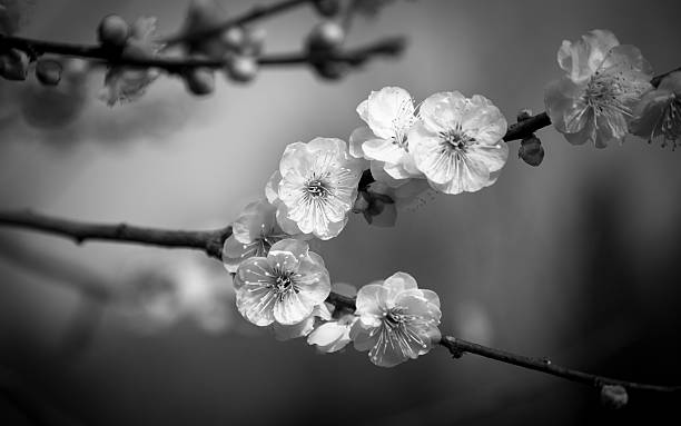 istock beauty of plum blossom 513993156
