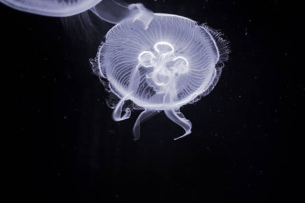istock Jellyfishes at underwater in darkness 513994230