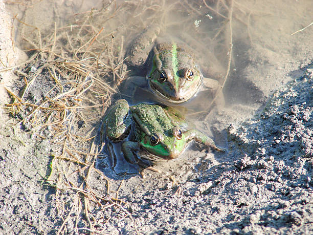 one pond frogs during the spawning season