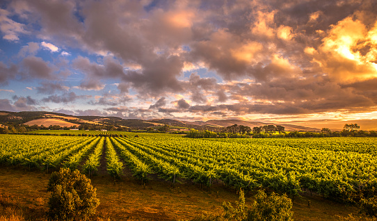 Early morning light as the sun rises over beautiful lush green vineyards
