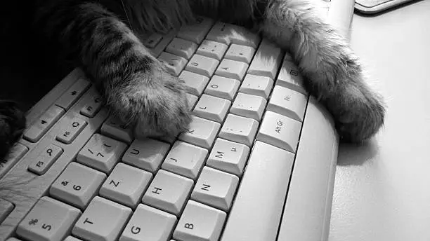 cat paws lying on keyboard. black and white