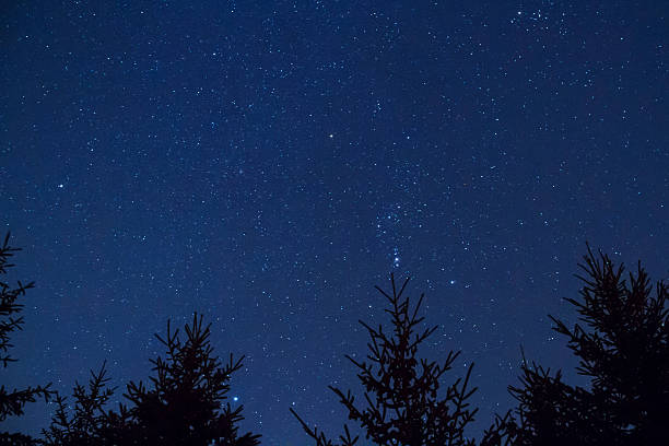 istock Starry night sky background with silhouetted trees 513997338