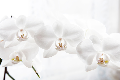 Close up of white orchidea